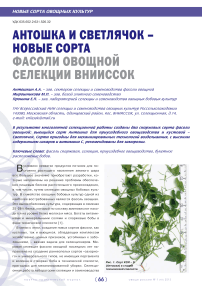 Антошка и Светлячок -новые сорта фасоли овощной селекции ВНИИССОК