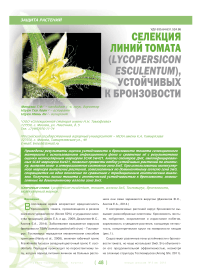 Селекция линий томата (lycopersicon esculentum), устойчивых к бронзовости