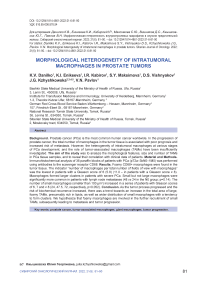 Morphological heterogeneity of intratumoral macrophages in prostate tumors