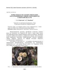 Новые виды и местообитания редких и краснокнижных грибов-макромицетов в Тверской области