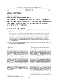 Exiguobacterium sp. RS34 - галоалкалотолерантная факультативно анаэробная неспорообразующая бактерия порядка Bacillales из шламохранилища калийного рудника