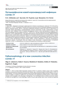 Патоморфология новой коронавирусной инфекции COVID-19