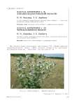 Salvia aethiopsis L. в Западно-Казахстанской области